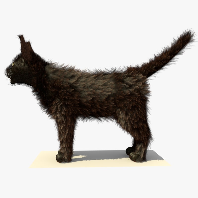 Brown Havana Cat Fur 3d Model Brown Havana Cat Fur 3d Model