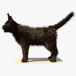 brown havana cat fur 3d model