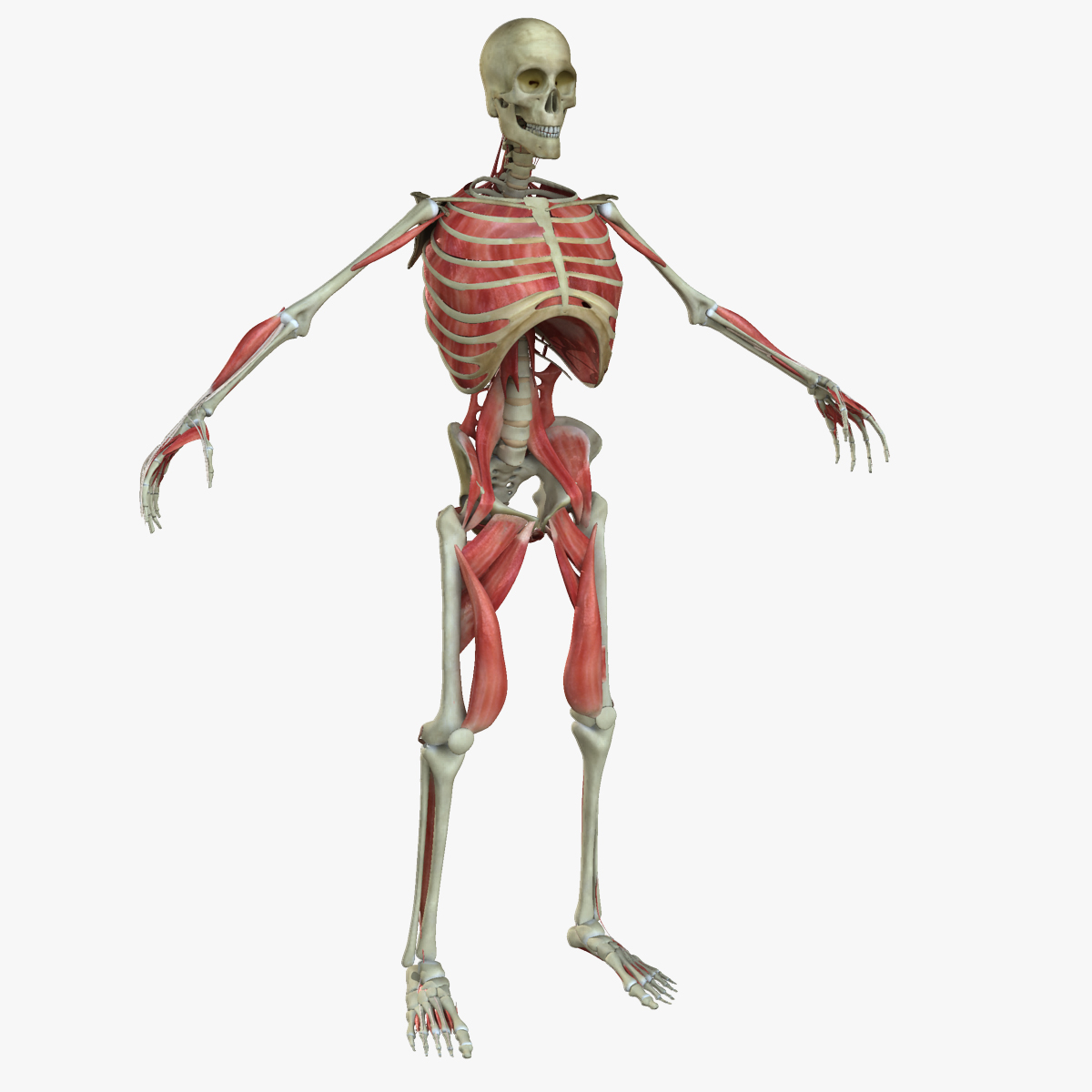 muscle anatomy medical edition 3d ma