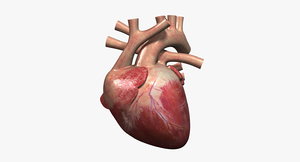3ds human heart