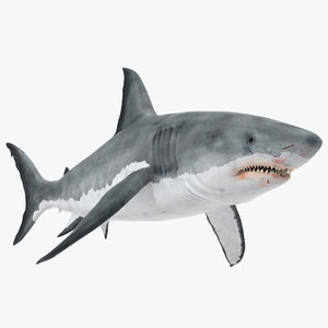 great white shark max