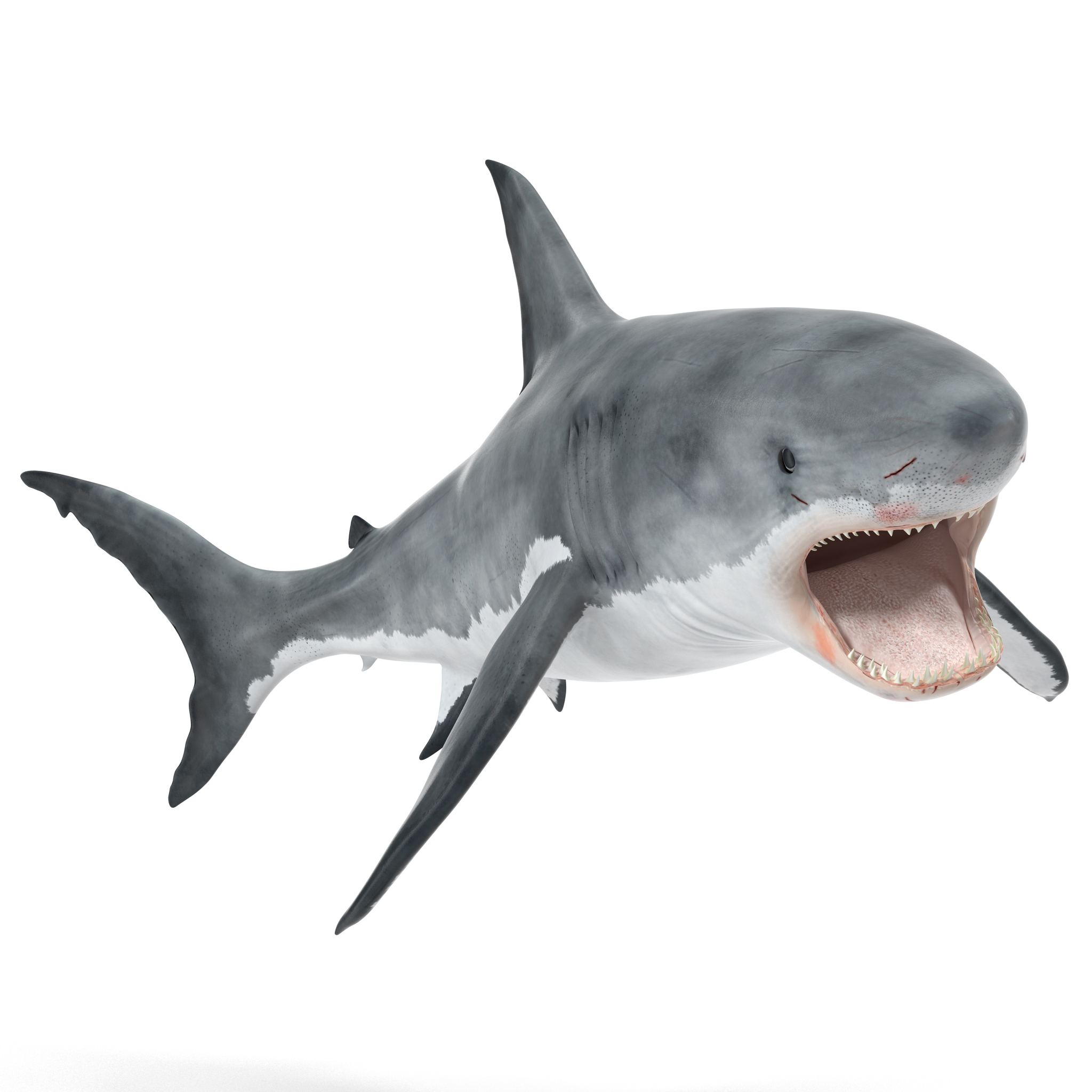 大白鲨攻击姿势3d模型