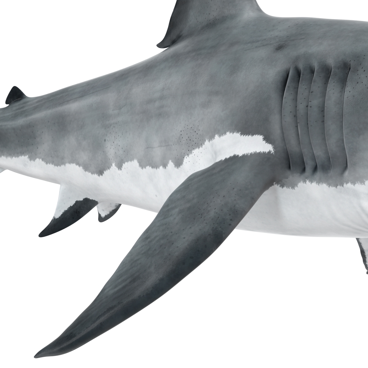 3d great white shark 2