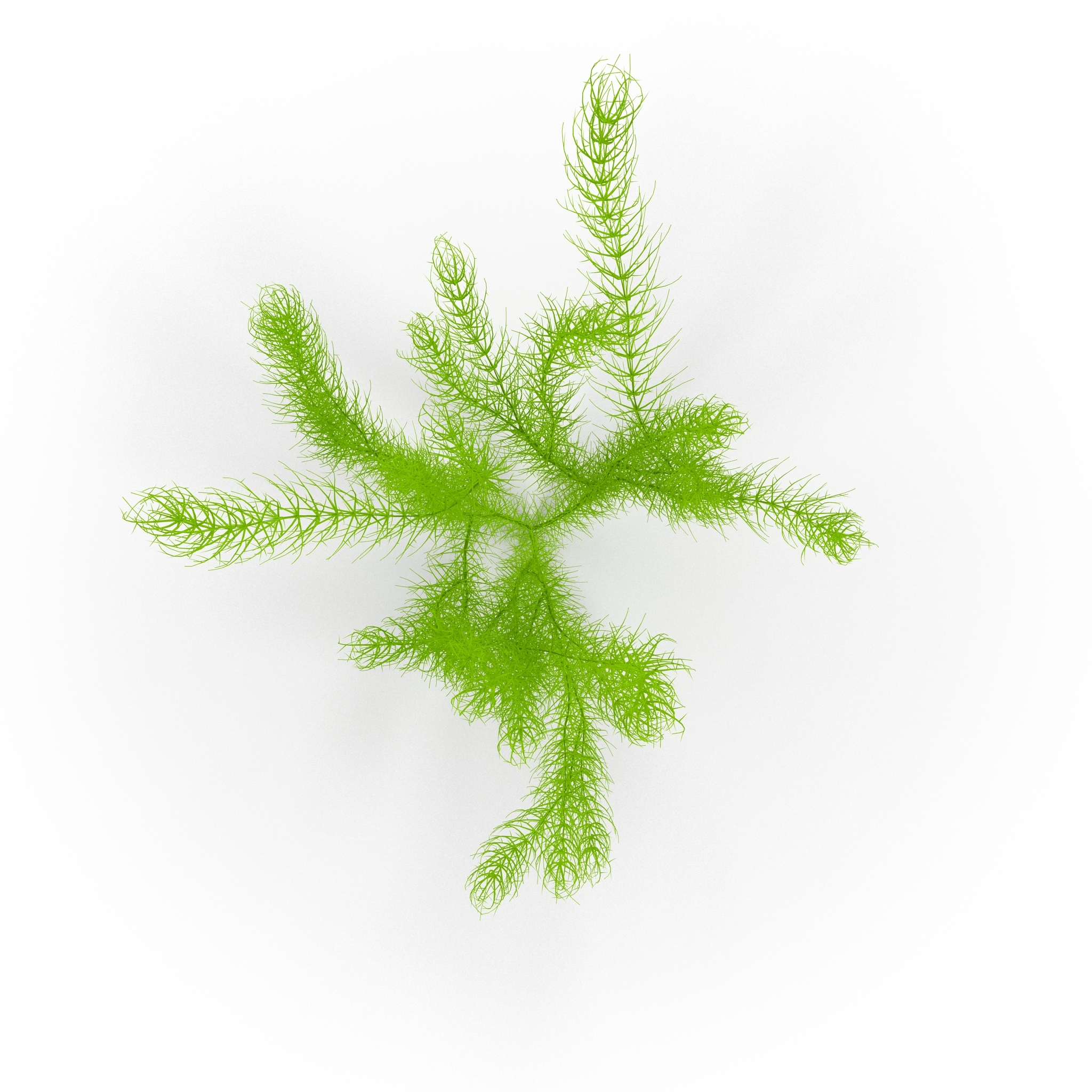 金鱼藻图片_植物根茎的金鱼藻图片大全 - 花卉网
