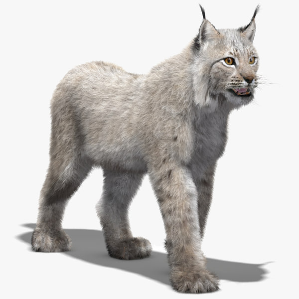 eurasian lynx white fur 3d 3ds