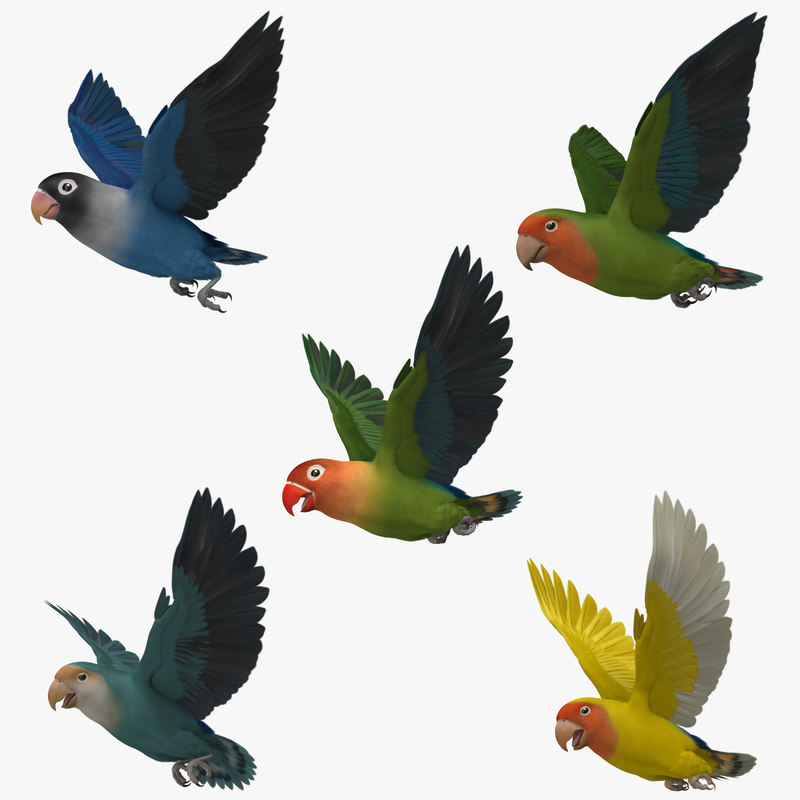 Lovebirds Animation Agapornis 3d Obj