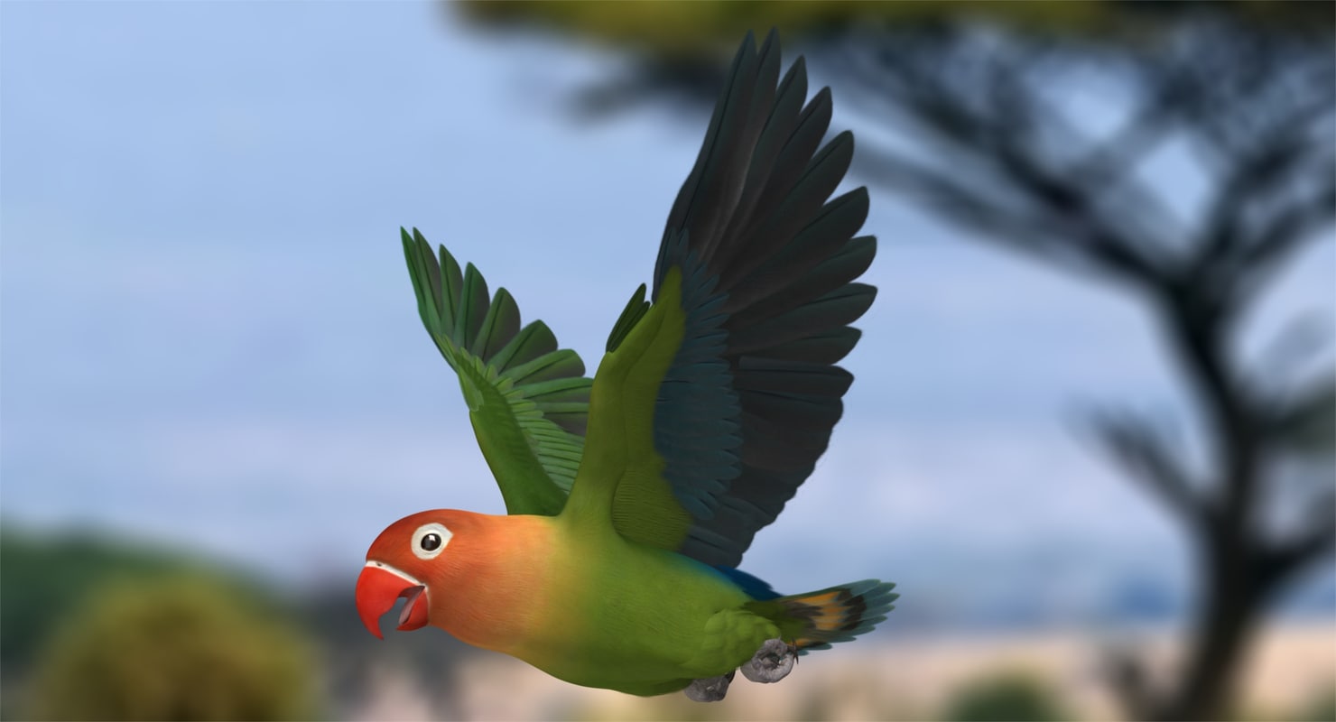 Lovebirds Animation Agapornis 3d Obj