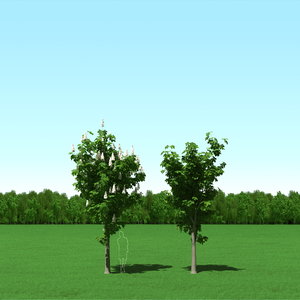 trees modelling 3d model