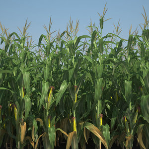 corn field stalks 3d model