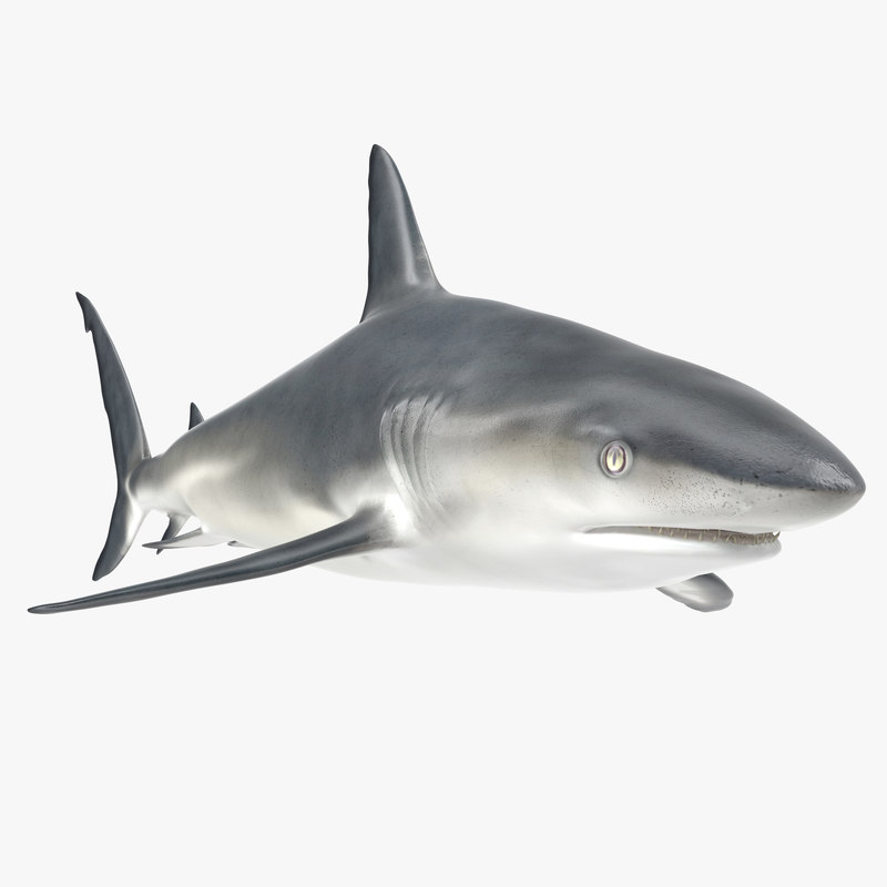 3d x caribbean reef shark caribbean reef shark diagram 