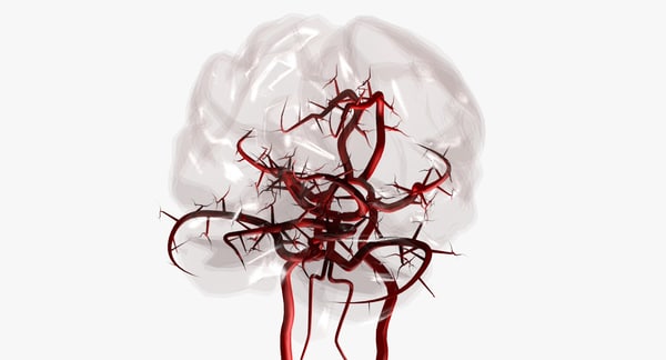 3ds max arteries brain circle willis