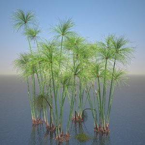 3d cyperus papyrus plant set model