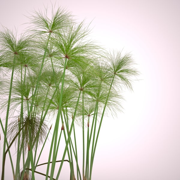 3d cyperus papyrus plant set model