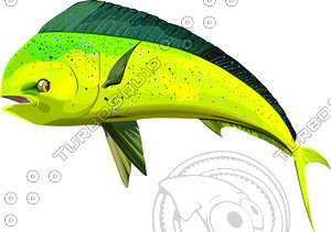dolphin fish