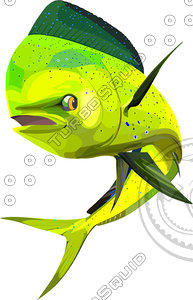 dolphin fish