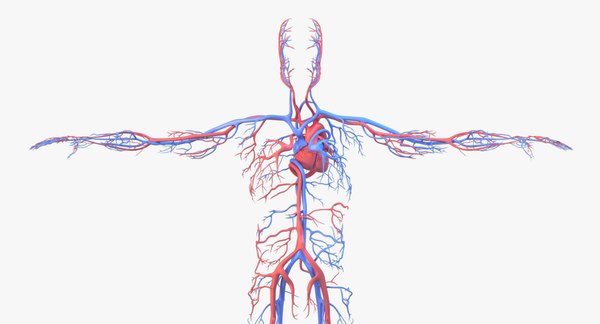 human anatomy circulatory x