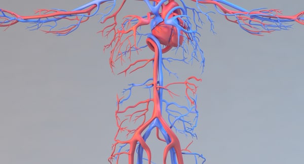 human anatomy circulatory x