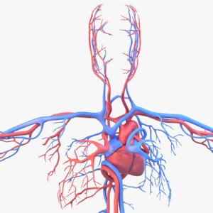 human anatomy circulatory x