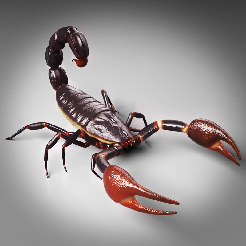 Scorpion Rig Animation 3d Model 7512