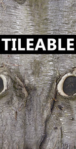 Tree Trunk