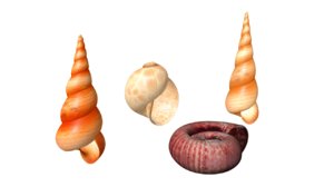3d model molluscs mollusks animals