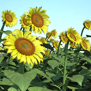 helianthus field common sunflower 3d max