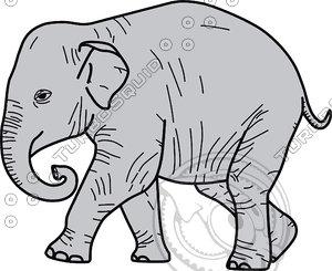 Vector Elephant