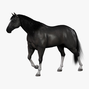 horse black fur animation ma