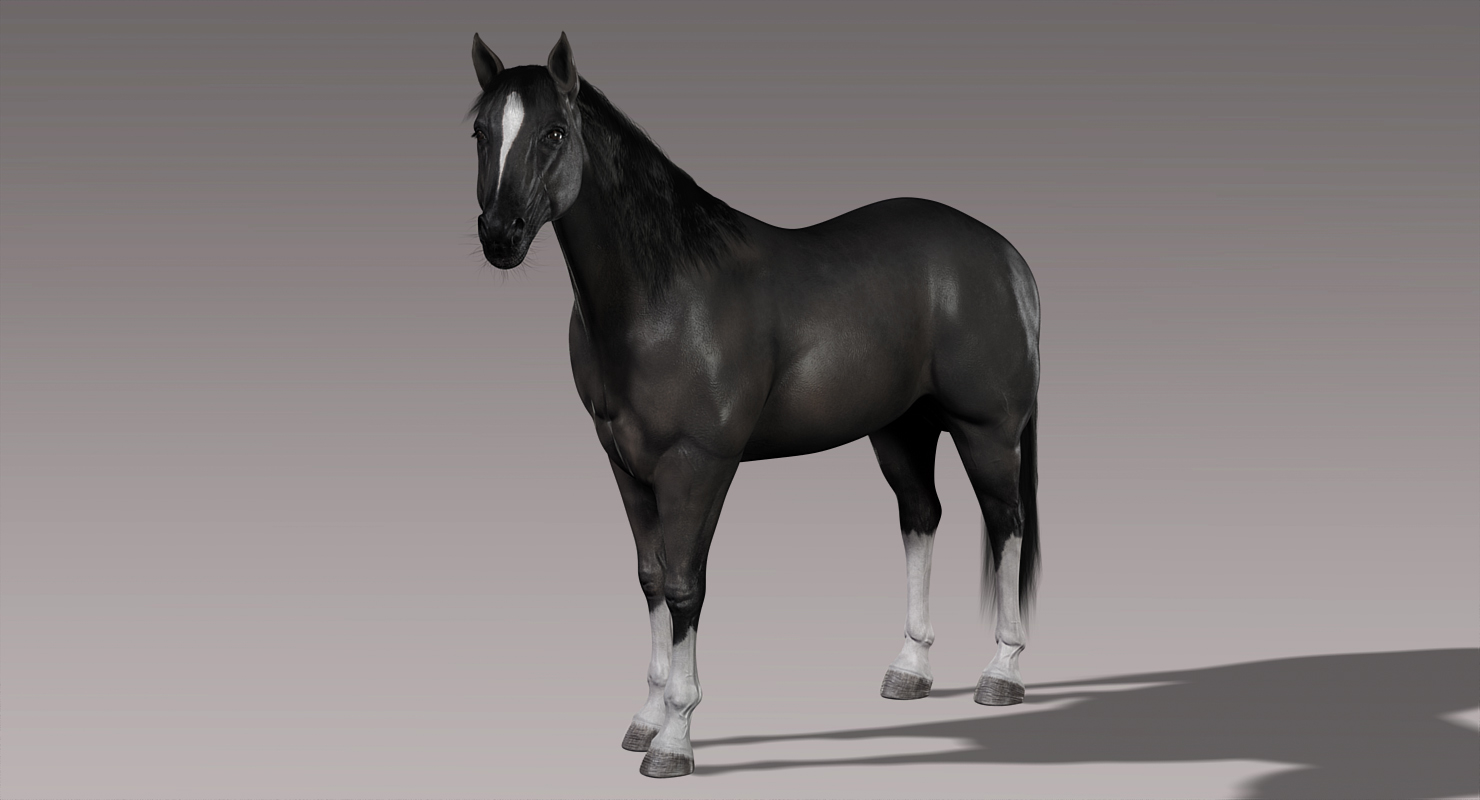 马(黑色)(动画)(毛皮)3d模型
