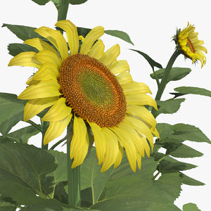 max helianthus common sunflower
