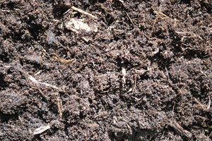 Ground_Texture_0011
