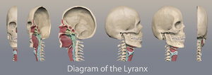 3d medical larynx