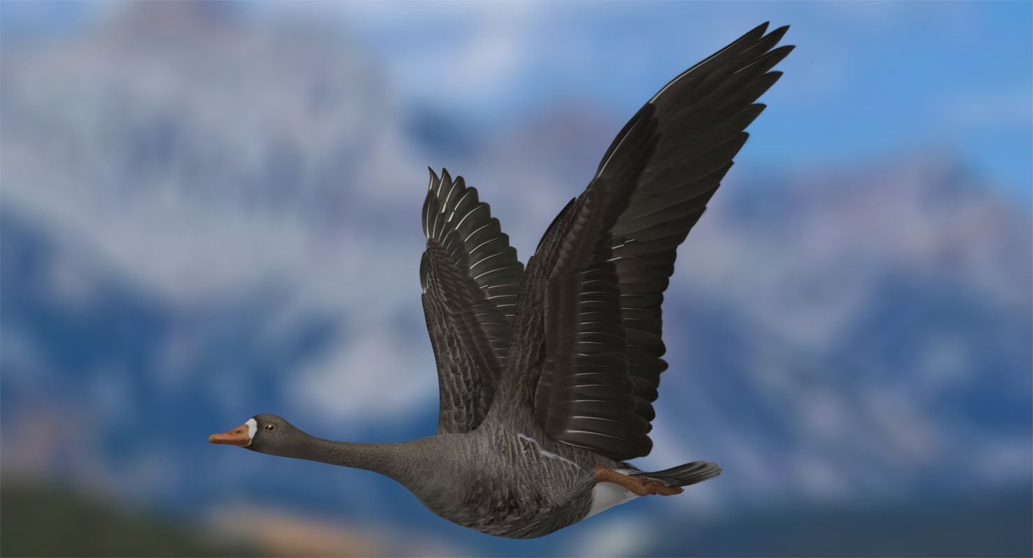 anser albifrons"大白雁"3d模型