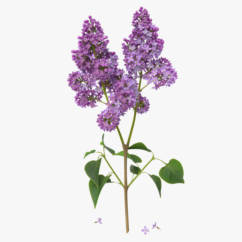 syringa lilac 3d model