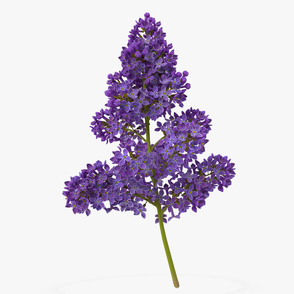 Flowering Plants 3D Models for Download | TurboSquid