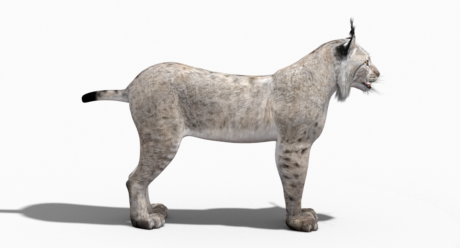 3dsmax eurasian lynx white