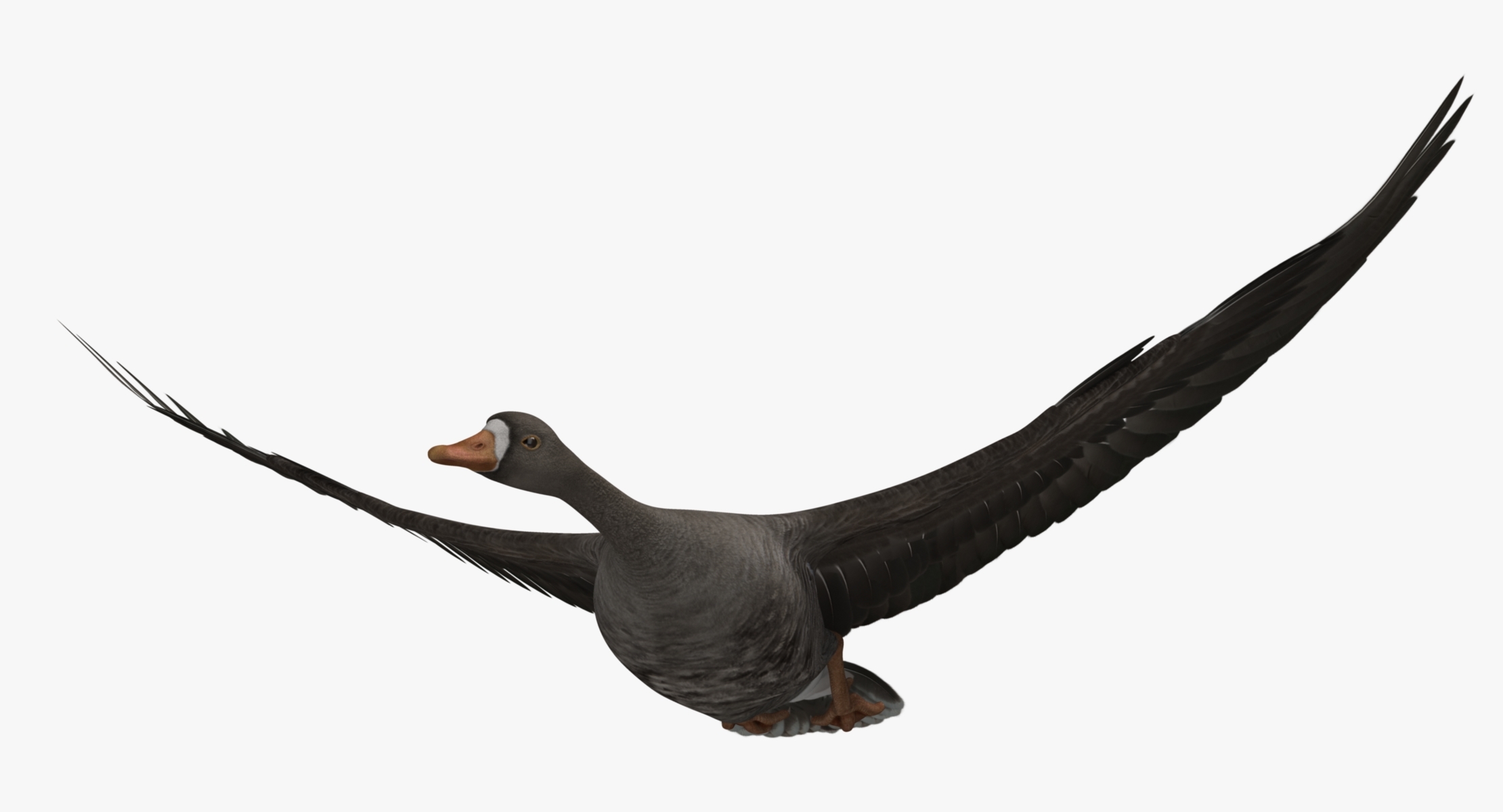 anser albifrons"大白雁"3d模型