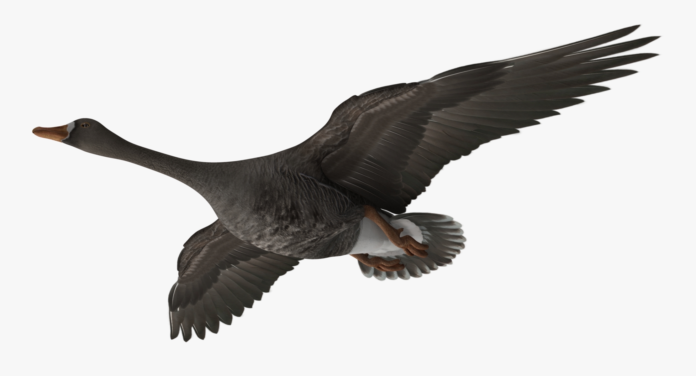 anser albifrons"大白雁"3d模型