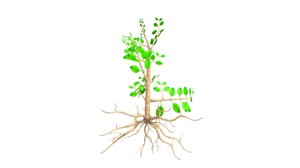 3d soil roots model
