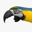 ara ararauna blue-and-yellow macaw obj