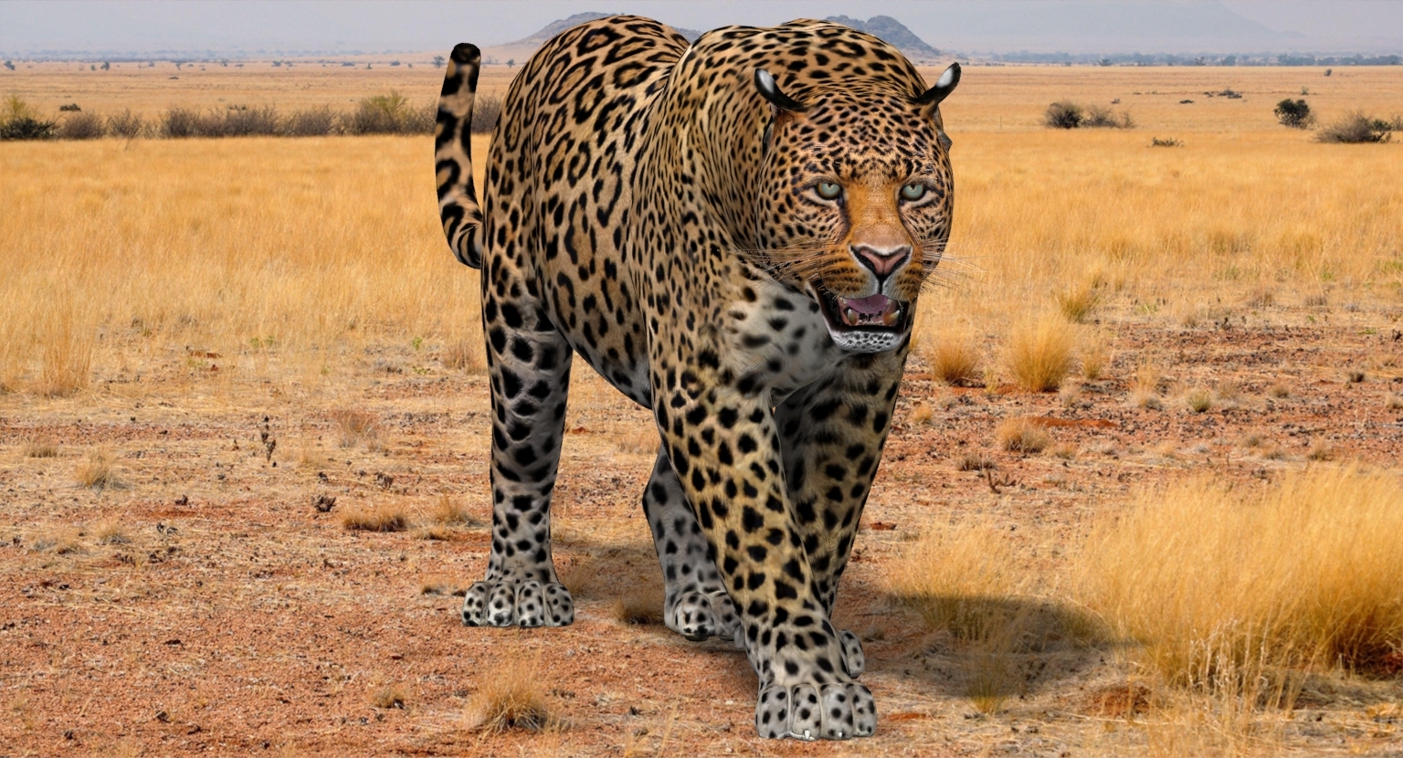 3d leopard cat animation model