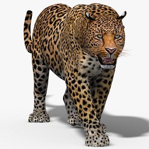 3d leopard cat animation model