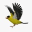 spinus tristis american goldfinch 3d ma