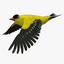 spinus tristis american goldfinch 3d ma