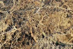 Root_Texture_0003