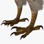 3d model buteo jamaicensis red-tailed hawk