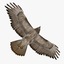 3d model buteo jamaicensis red-tailed hawk