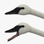 cygnus buccinator trumpeter swan obj