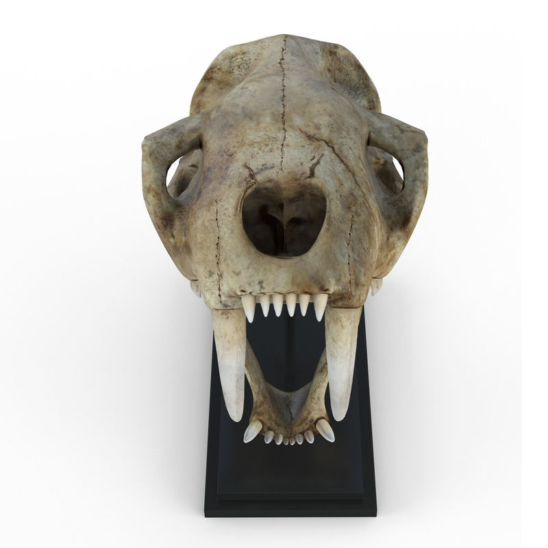 3d saber tooth tiger skull