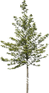 Maple 06 HD